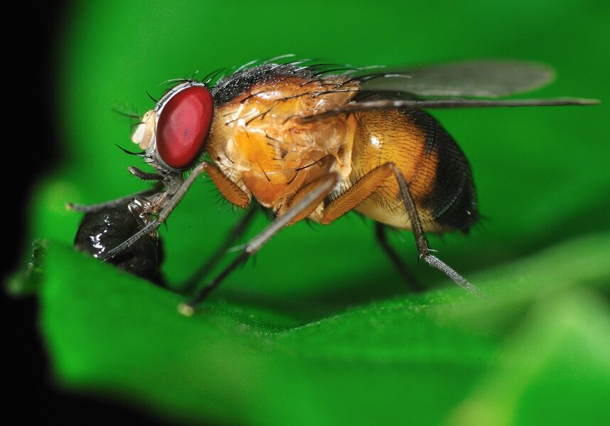 There are about 100,000 species of two winged flies, including fruit flies.