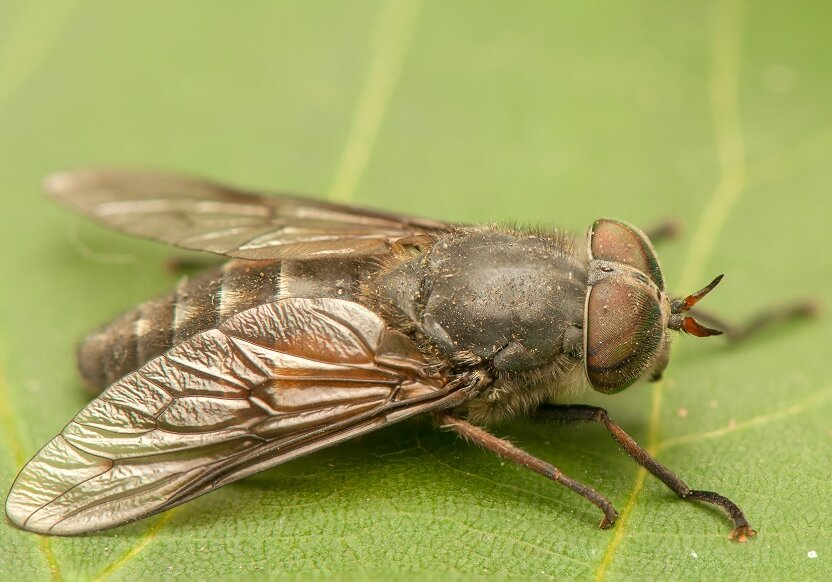 There are about 100,000 species of two winged flies, which include sand flies, crane flies (Daddy long legs) and houseflies (Musca domestica)