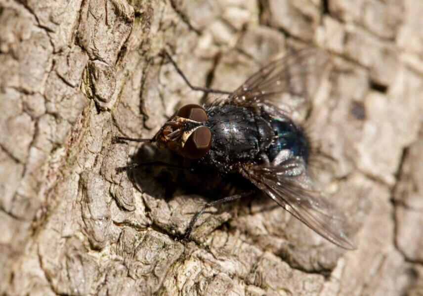 Black flies feed on human blood and breed in fast flowing rivers