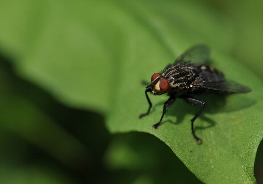 The more black flies bite a person the more parasites are injected into the body.
