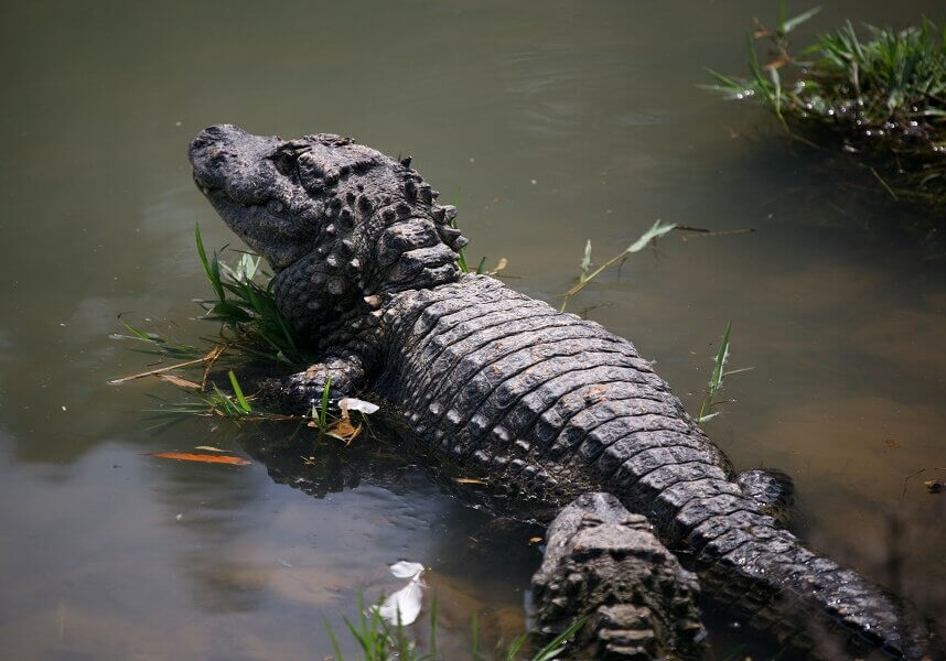 Alligators belong to the crocodilian species, which include crocodiles and gharials. The Chinese alligator (Alligator Sinensis) is one of the two species that are not extinct.