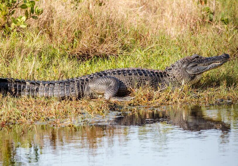 There 23 species of crocodilian, but only two living species of alligators: the American alligator and Chinese alligator.