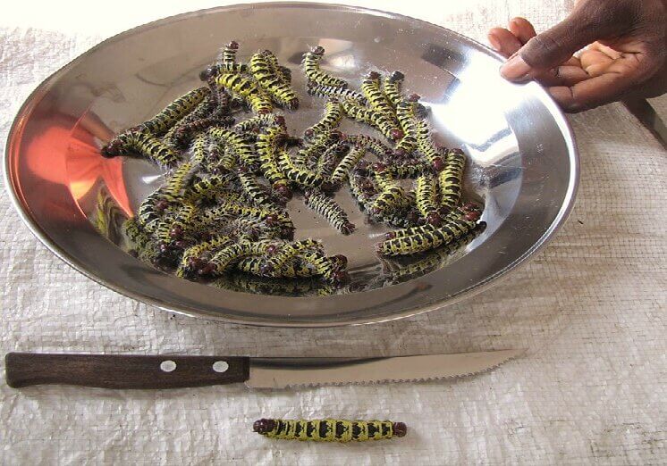 Ngala edible caterpillars in a frying pan.