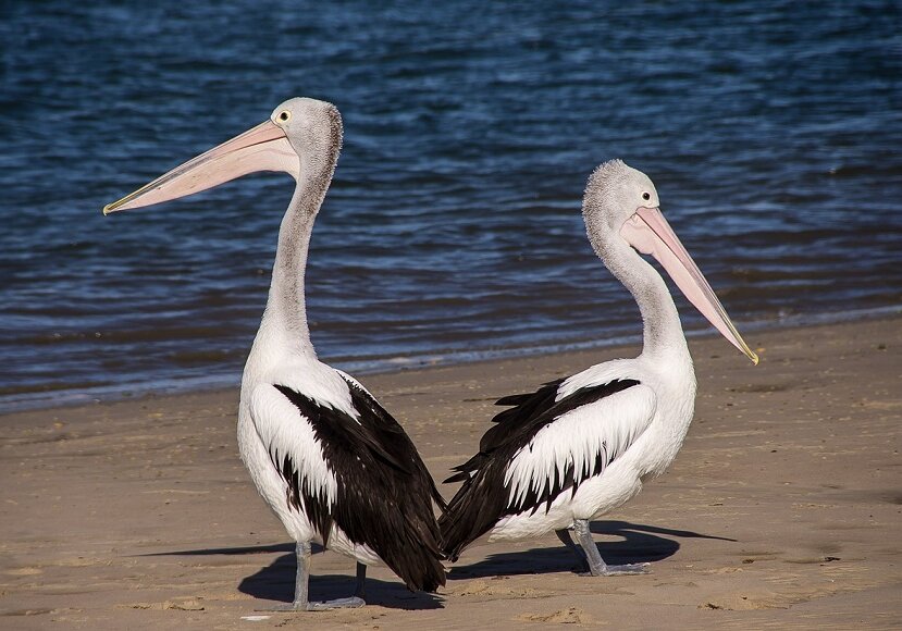 Best known for their throat pounch, pelicans are lrge birds that are hard but not impossible to attract to your garden