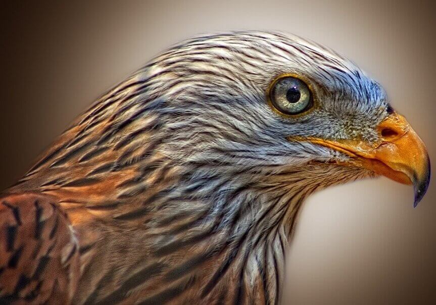 Birds such as red kites are equipped with biological clocks that govern the periodicity or timing of their activities and behavior.