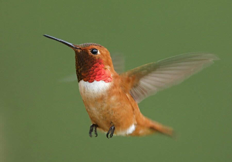 With a pair of binoculars, a camera and a good zoom lens, you watch birds in your backyard.