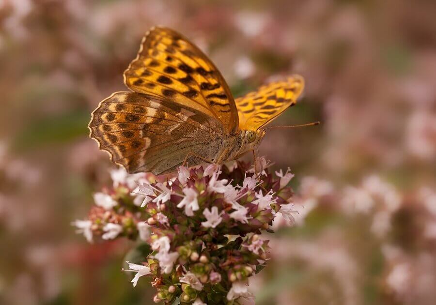 By planting a patch of flowers, you can attract the silver washed fritillary butterfly to your garden.