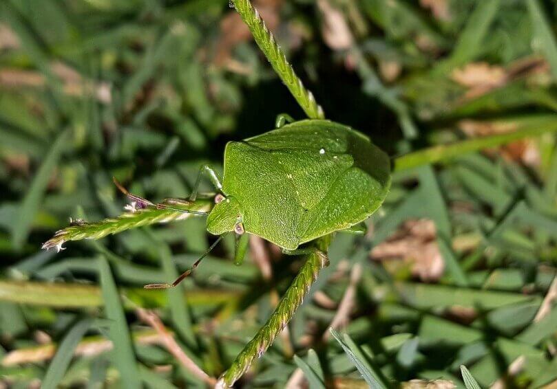 When stick bugs find food or want to mate, they communicate using pheromones.