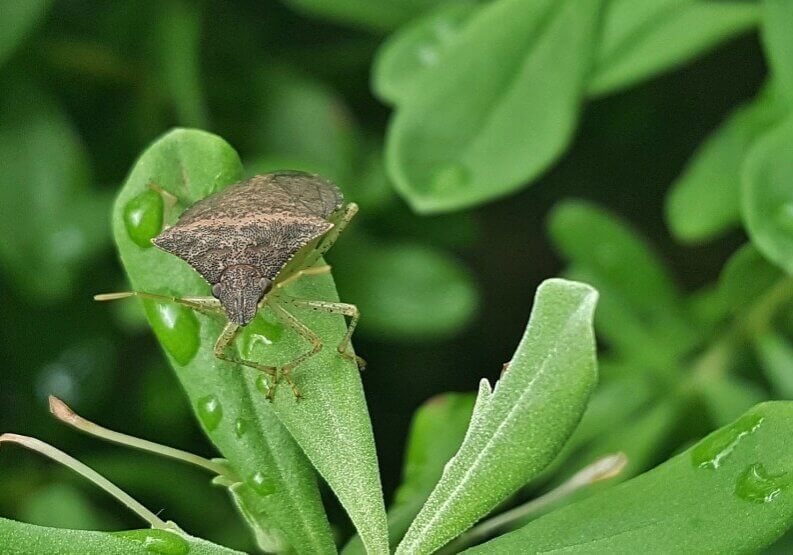 When stick bugs find food or want to mate, they communicate using pheromones. When learned and perfected, farmers could use the chemical language as a weapon against stink bugs instead of pesticides and save millions of dollars.