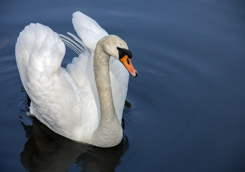 Birds such as swans are equipped with biological clocks that govern the periodicity or timing of their activities and behavior.