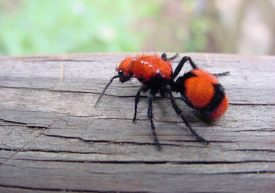 Velvet ant on a piece of wood