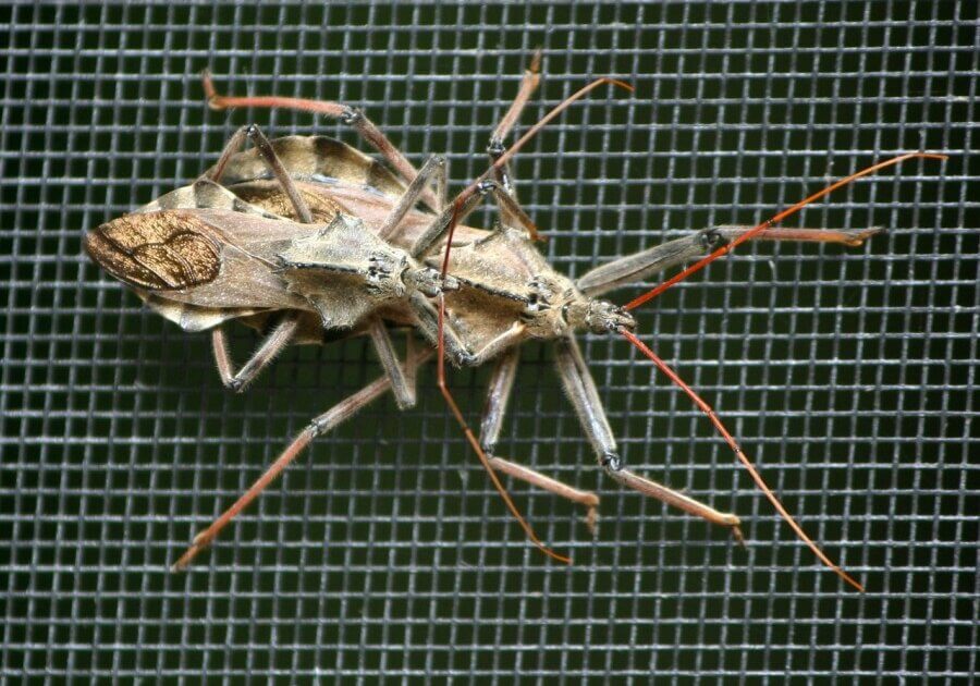 The kissing bug resembles other bugs such as the western corsair, wheel bug, and leaf-footed bug.