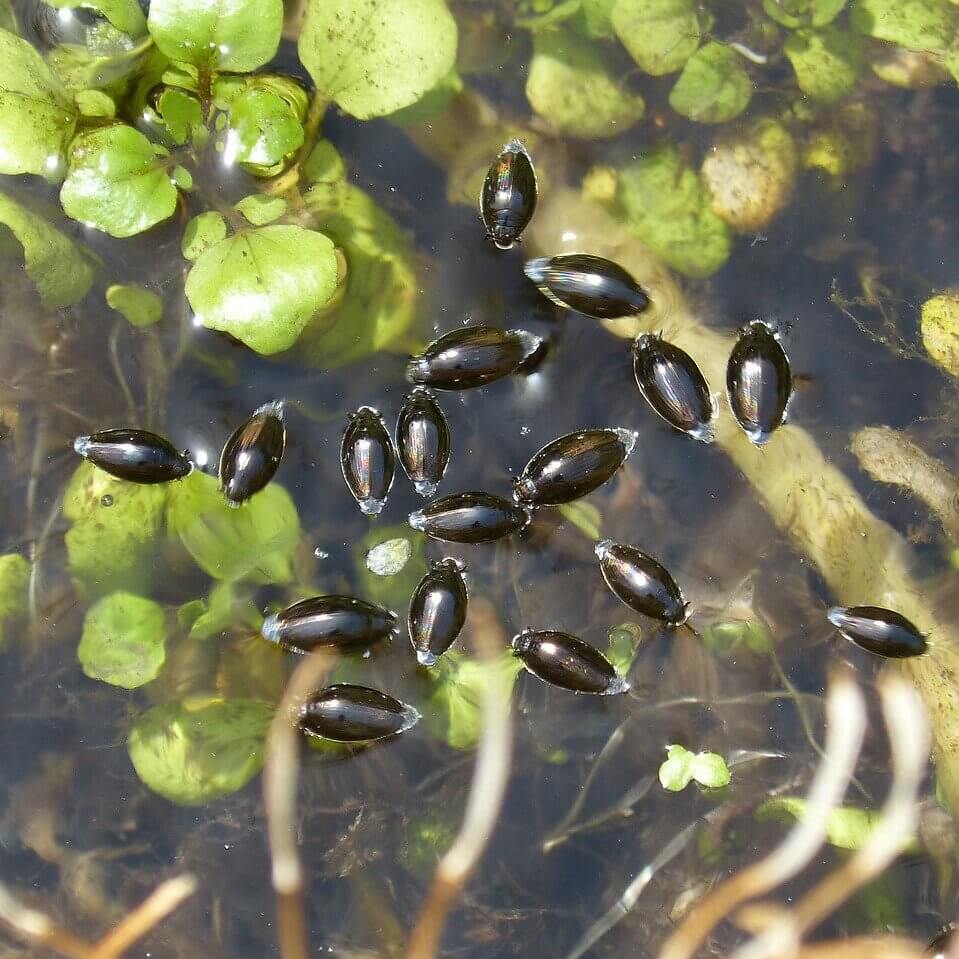 Whirligig beetles in a pond