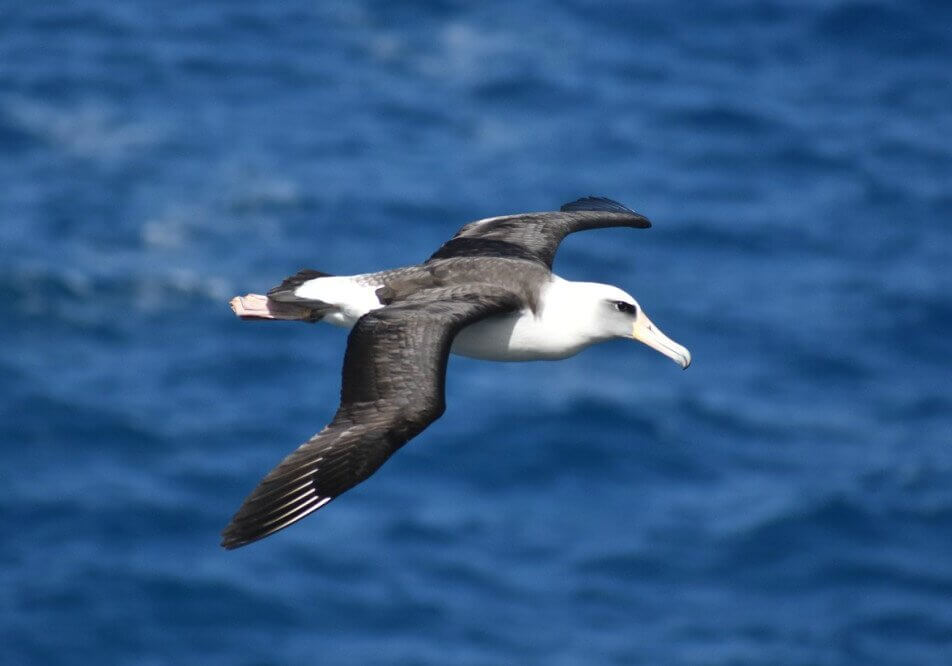 Albatrosses in the air over the ocean.