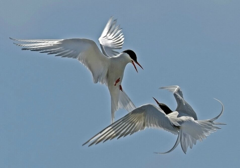 Arctic terns in mid-air, doing manovours.