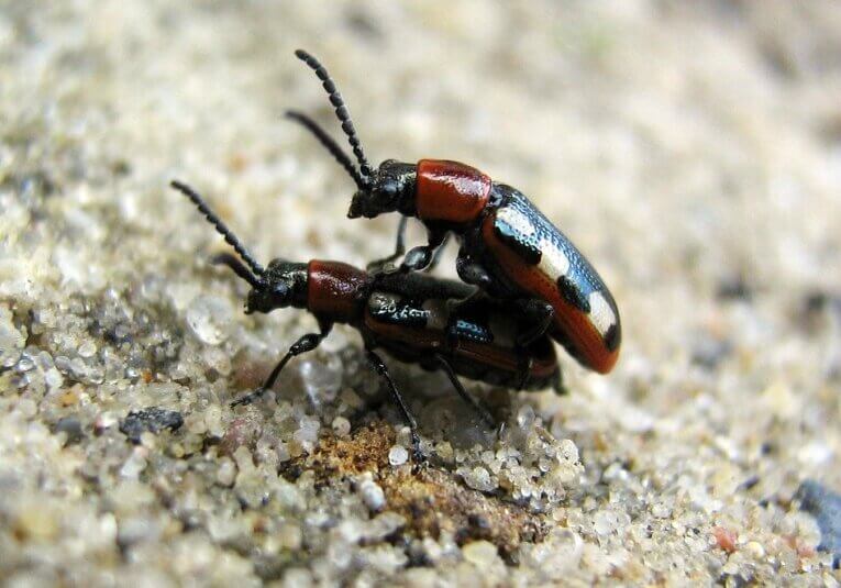 Beetles mating against a stony background