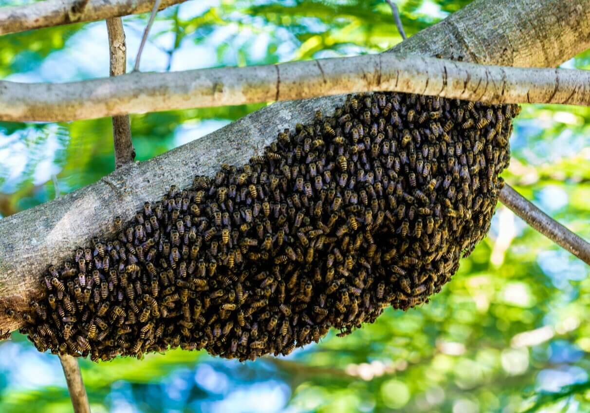 A cluster of bees on a branch.