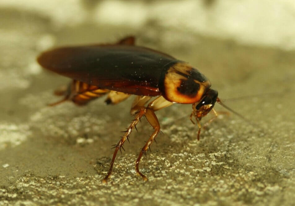 Cockroach on sand.