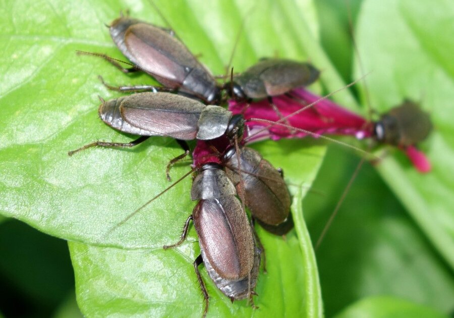 Diploptera punctuate cockroach's milk offers four times more nutrients than a cow's milk.