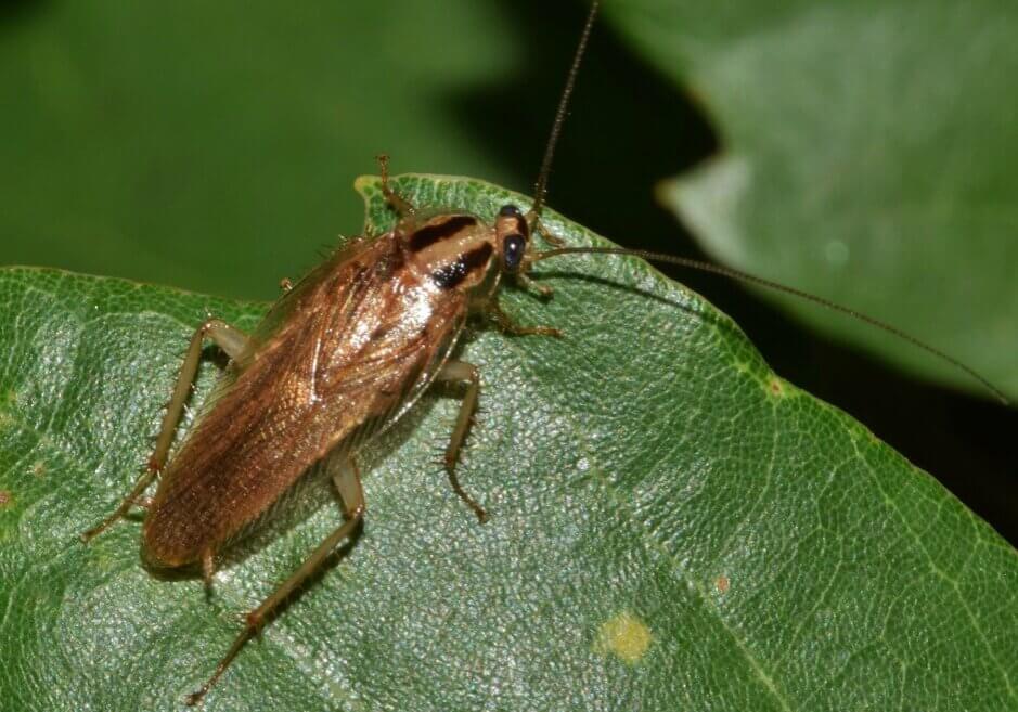 cockroach on a green leaf.