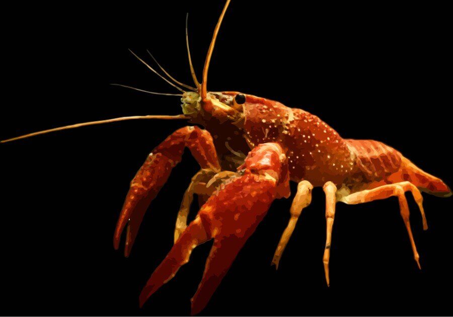 A crayfish cuts off its arm to escape being boiled alive in a pan.