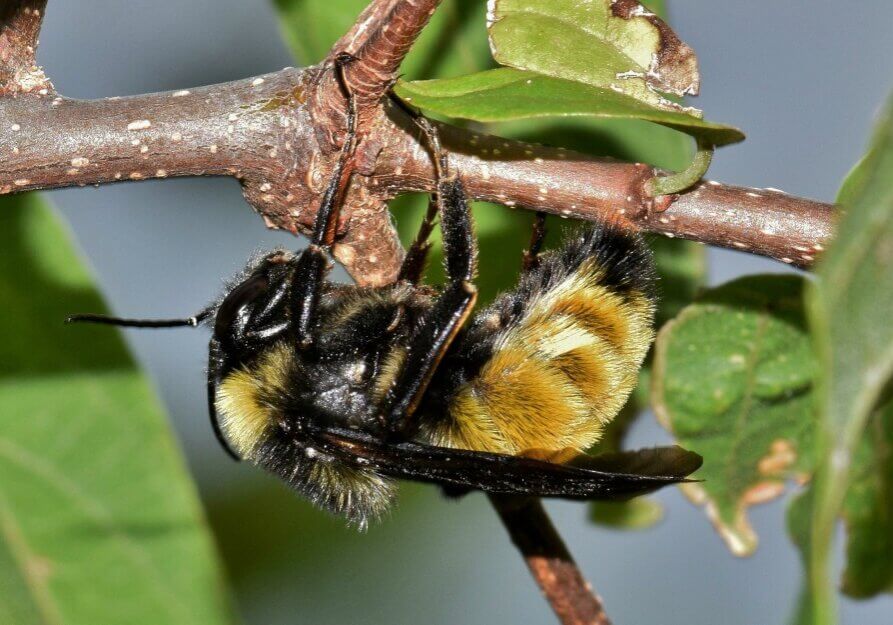 Digger bee on a twig
