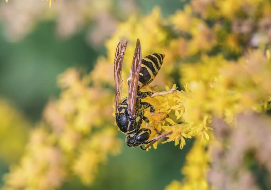 Digger wasp on a yellow flower