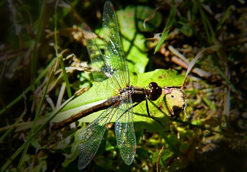How much lift can dragonflies generate? They can easily carry aloft 2 to 21/2 times their own weight. How? The secret lies in the way their wings are designed.