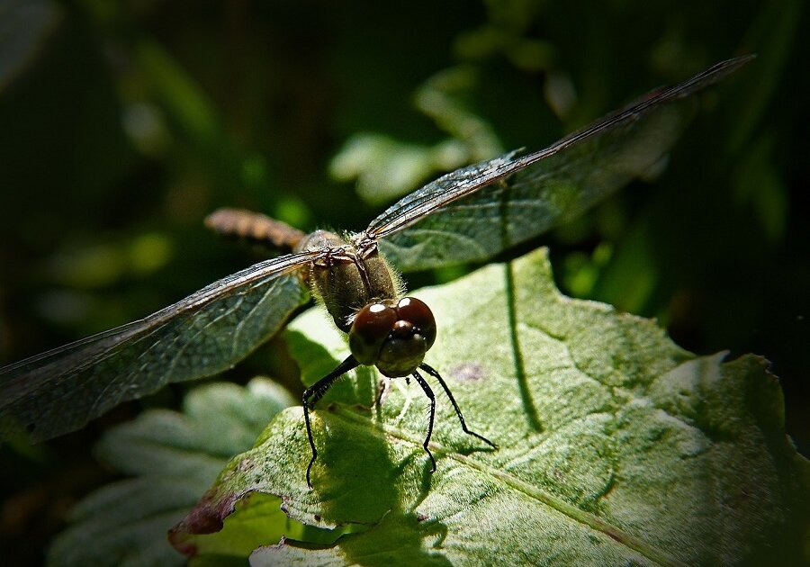 Scientists have called dragonflies “aerodynamic miracles” because they can easily carry aloft 2 to 21/2 times their own weight.
