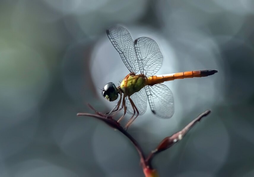 Dragonflies can lift 3 times more than the most efficient man-made flying machine