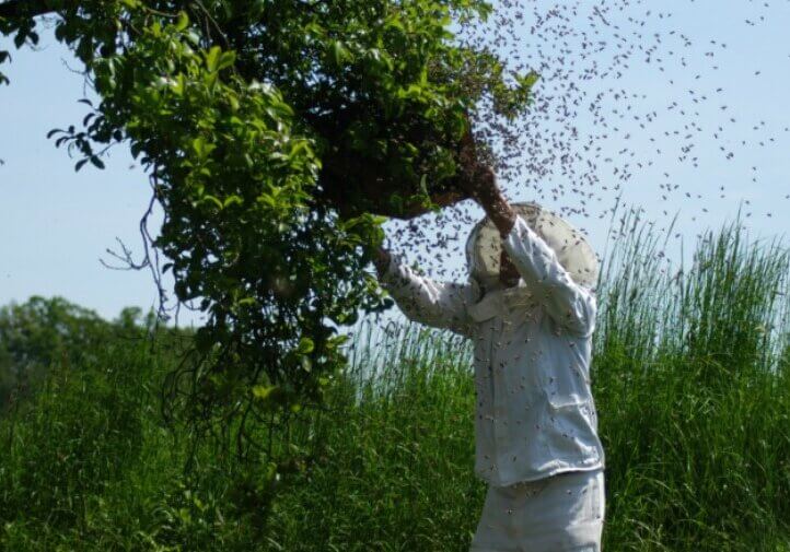 A man in protective clothing looks for a queen bee in colony.