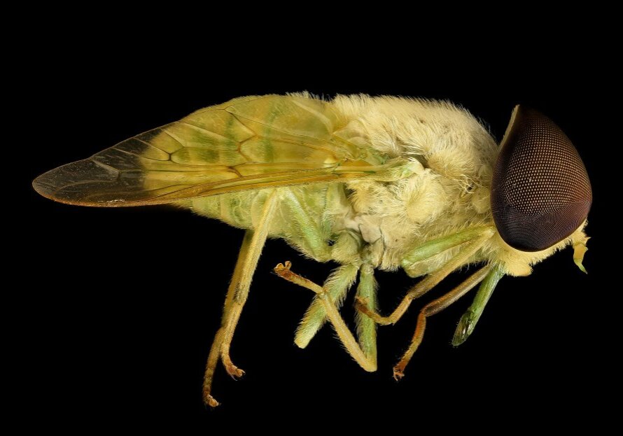 A horsefly against a black background