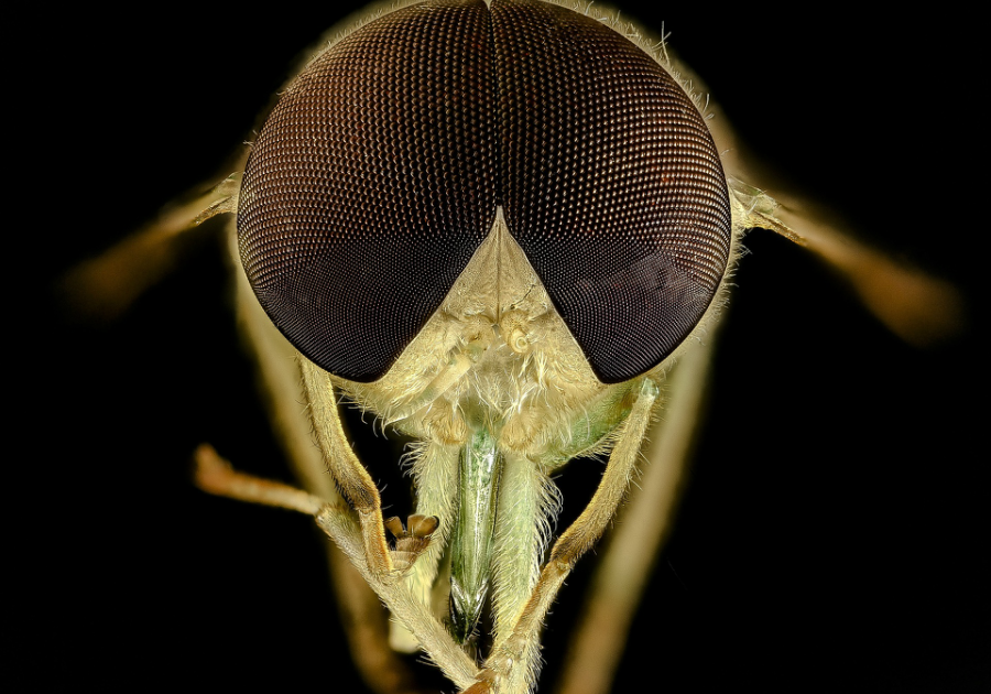 Horsefly head and eyes