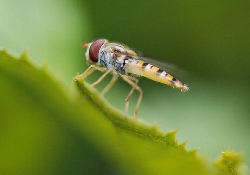 Horsefly on a green leaf