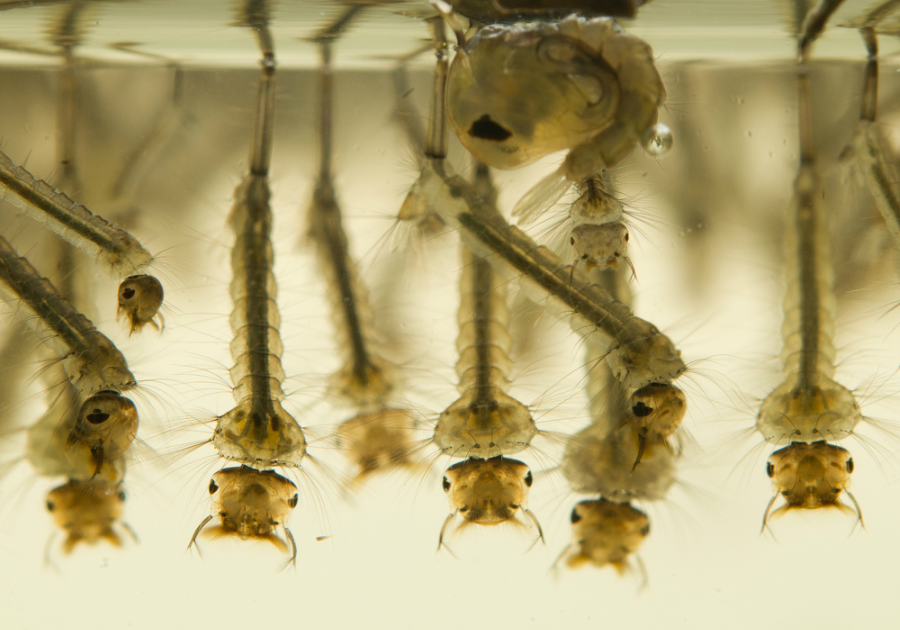 Horsefly larva in water