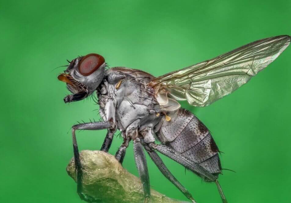Housefly taking off against a greenish background.