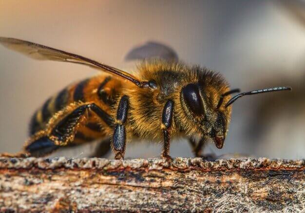 Honeybee on a piece of wood