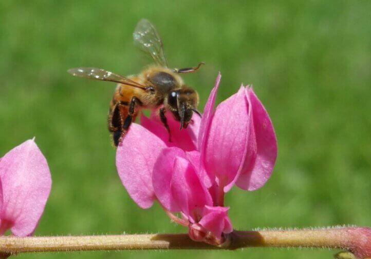 A killer bee on a beautiful pink flower