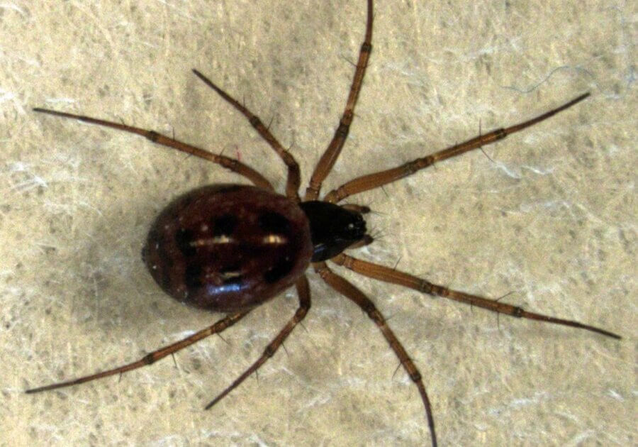 A linyphiid Spider (female) on grey background