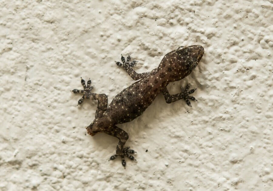 A lizard can shed off its tail when in danger.