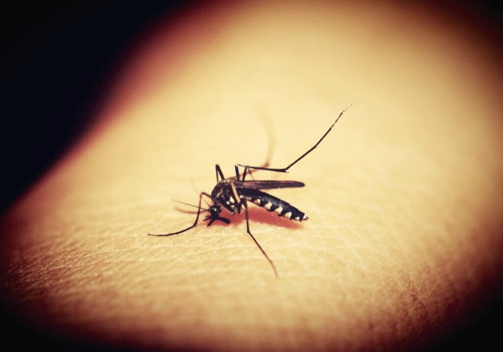 mosquito sucking blood