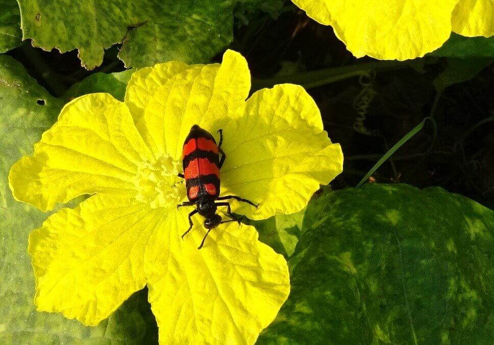 Orange blister beetle on yellow flower