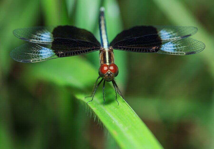 dragonfly with a read head and black wings