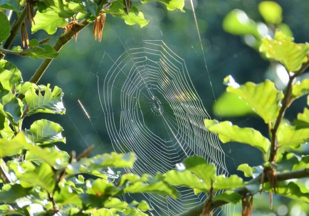 spider web in a bush
