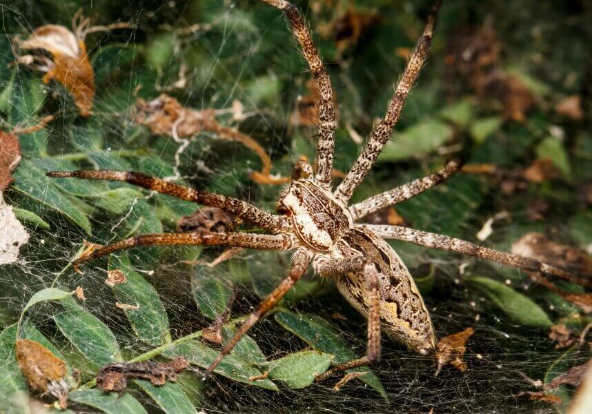 Wolf spiders prefer green color shades because it is more comfortable for them to catch prey and mate against green backgrounds.