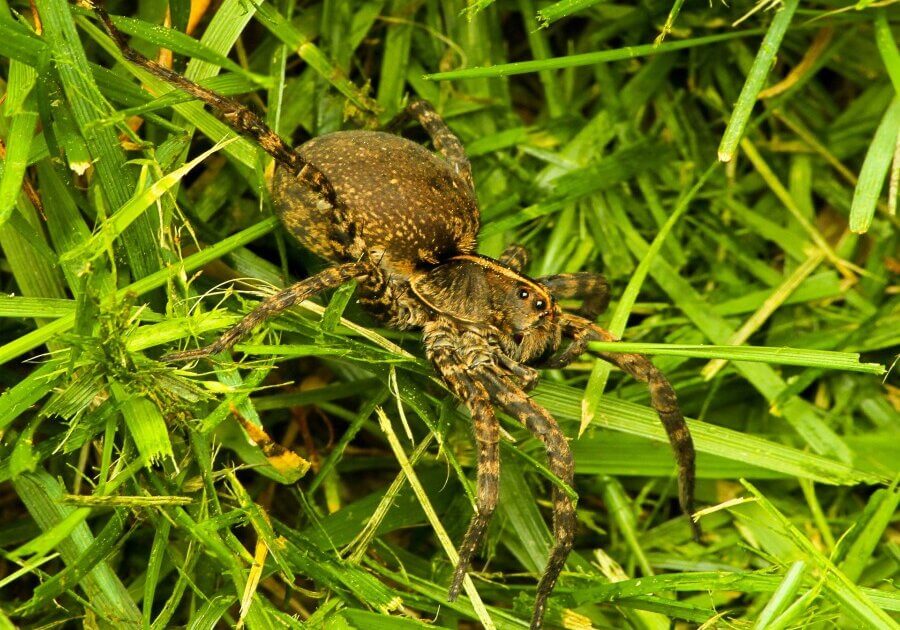 Wolf spiders prefer green leaves because they have a dichromatic vision, i.e., the receptors in their eyes can only recognize green and ultraviolet color shades.