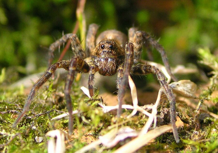 Wolf spiders that live in the Arctic tundra enjoy eating the springtails, but spiders lose appetite them during summer the temperatures are warmer. The springtails feed on fungus, which in turn decomposes melting land matter to form form carbon dioxide and methane. The two gases are responsible to global warming, which means that the more wolf spiders feed on alternative food sources the better for global warming.