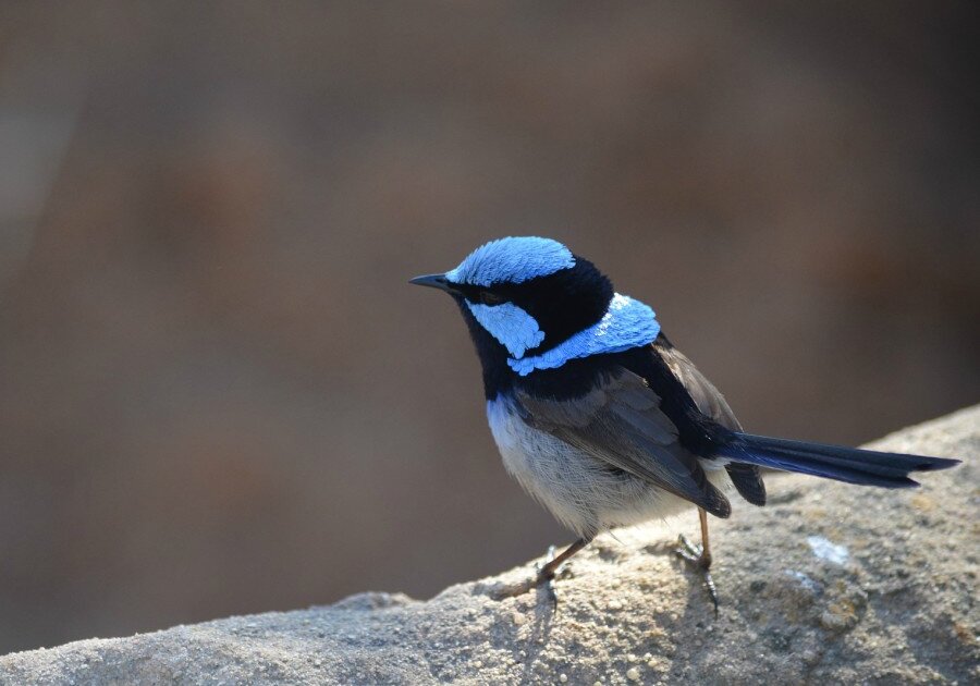 Fairy wrens are songbirds that can learn the language of other birds by listening to their distress calls and associating them with a particular danger or predator. The wrens therefore outsmart preditors by eavesdroppng on other birds.